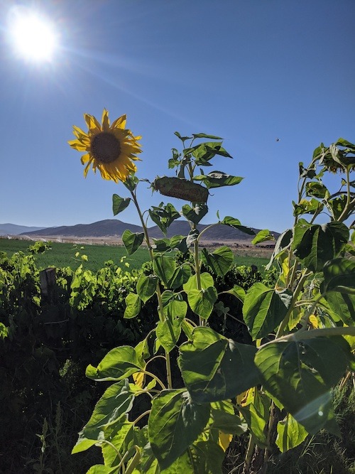 a sunflower