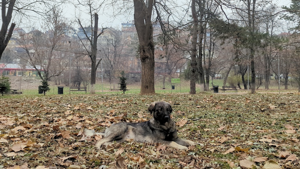 dog at park