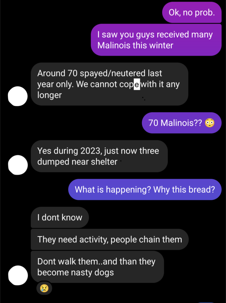 Chat with shelter about Malinois