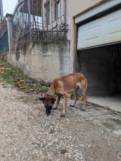 starving malinois