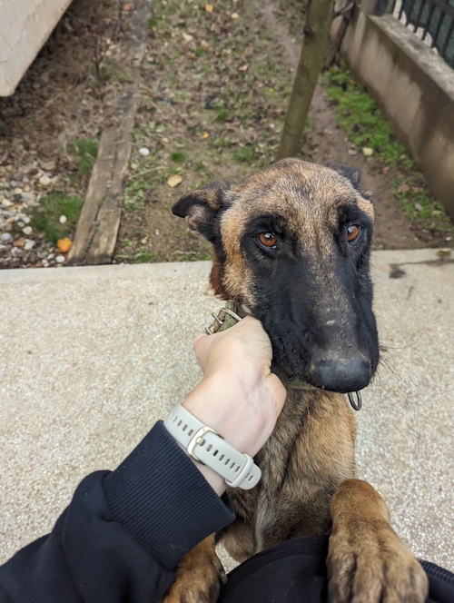 starving malinois face