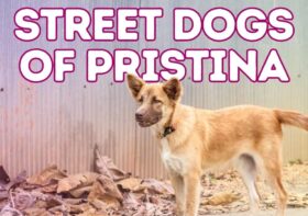 The Stray Dogs of Pristina, Kosovo